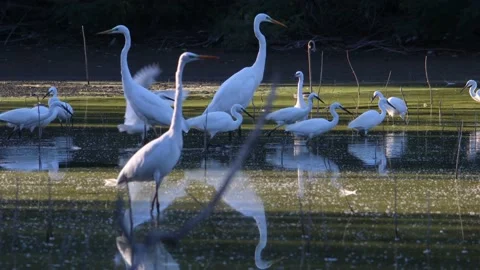 White herons and egrets fish in the pond 4K- Italian nature Stock Footage 163585751
