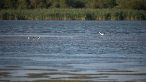 White herons and wild ducks Видео 80145317
