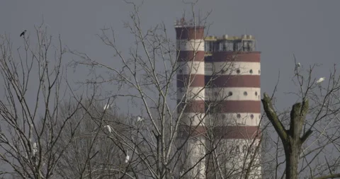White herons are sitting in the trees, factory in the background, 4K slomo Stock Footage 240537489