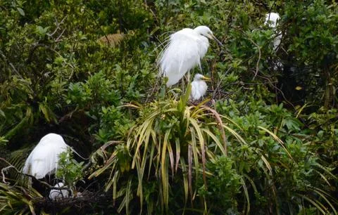 White herons with chicks Stock Photos