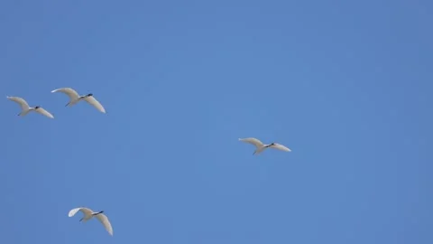 White herons in flight against the blue sky, 4K slomo Stock Footage 172428142