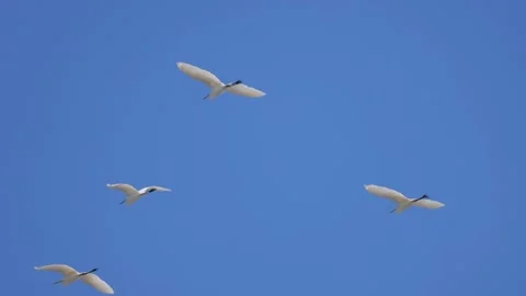 White herons in flight against the blue sky, close - up, 4K slomo Stock Footage 172428154