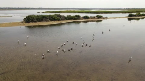 White Herons Stock Footage 141655496