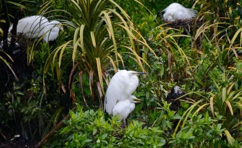 White herons on nests with chicks Stock Photos