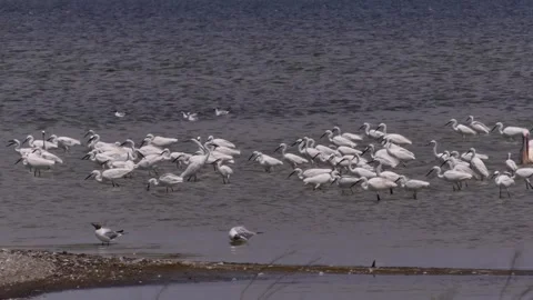 White herons in shallow water 2 Stock Footage 344633560