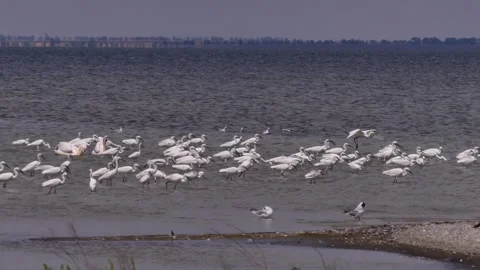 White herons in shallow water Stock Footage 344633549