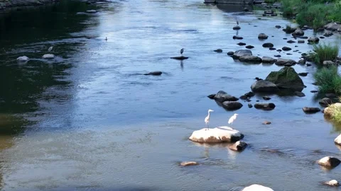 White herons stand still on river rocks Stock Footage 340900855