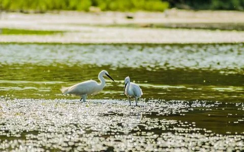 White herons in swamp water. Stock Photos