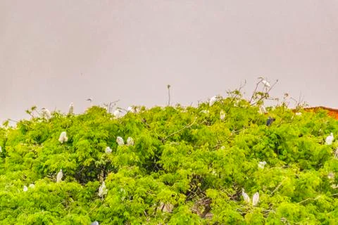 White Herons at Tree Top Fotos Stock