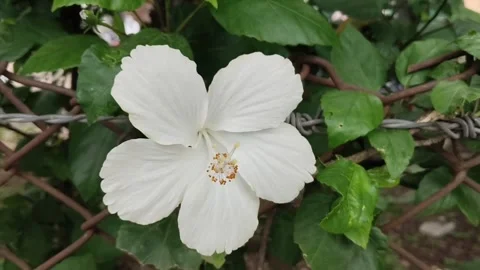 White Hibiscus Blooming Through Rusty Fence – Close-up Nature Scene Stock Footage 313739992