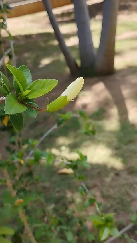 White Hibiscus Bud – Close-Up of Unopened Flower Stock Footage 229572813