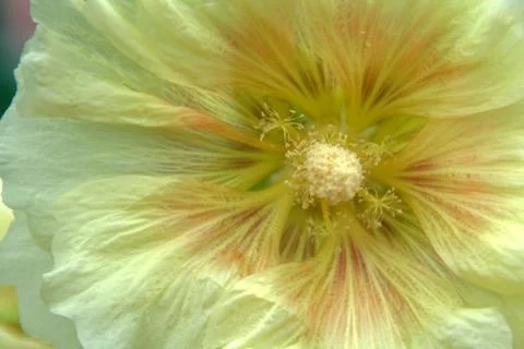 White Hibiscus Close-up Stock Photos