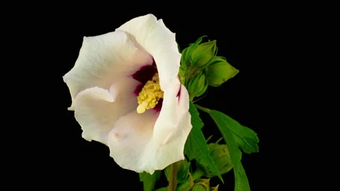White Hibiscus Flower Blooming Stock Footage 96184082