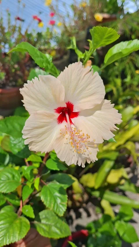 White Hibiscus Flower Blooming Stock Footage 342783959