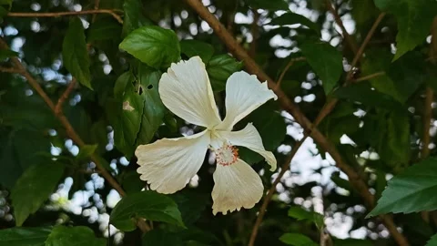 White hibiscus flower blooming on a tree branch. Видео 340507846