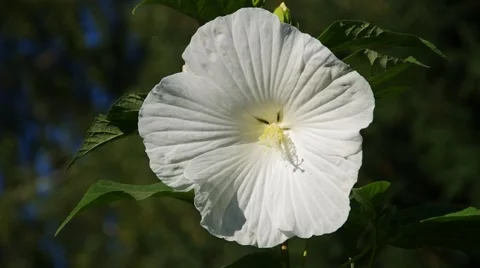 White hibiscus flower Stock Footage 59304353