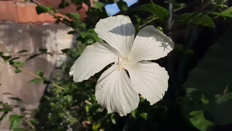 White hibiscus flower 스톡 동영상 154308313