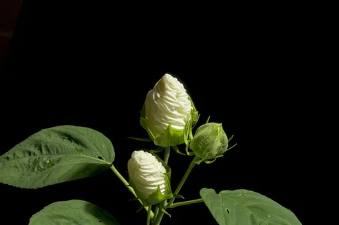 White hibiscus flower opening Stock Footage 92407085