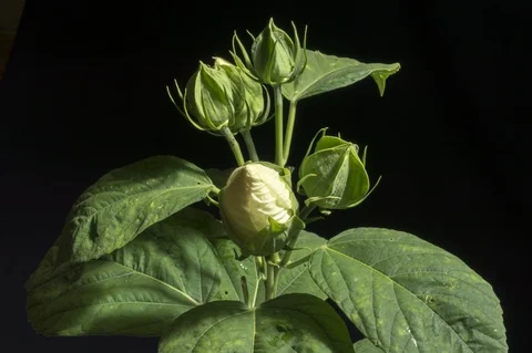White hibiscus flower opening Stock Footage 92407358