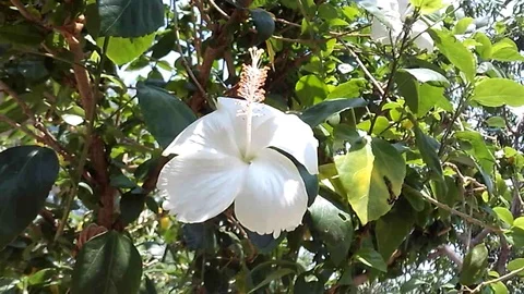 White hibiscus flower on the tree Video stock 119864577