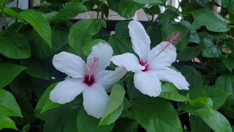 White hibiscus flower in the wind. Video stock 81648371
