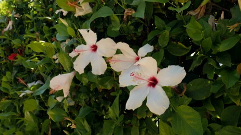 White hibiscus flower in the wind. Stock Footage 97691992