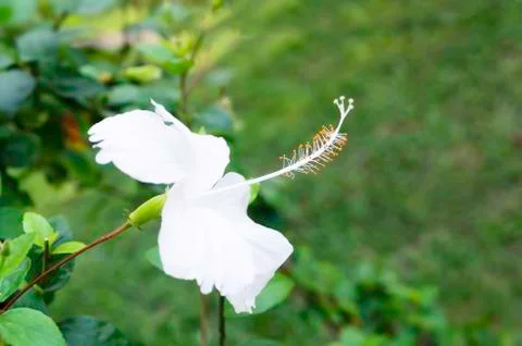 White hibiscus flowers Stock Photos