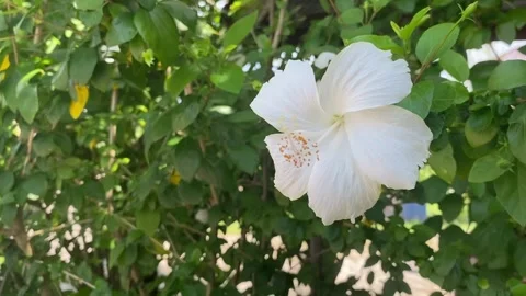 White hibiscus flowr with green leaf background Stock Footage 276906534