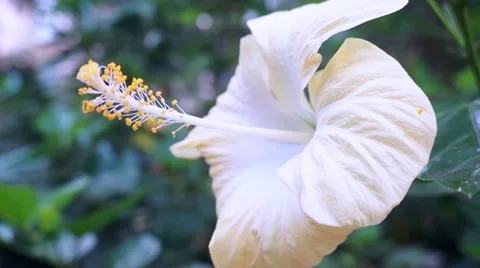 White hibiscus Video stock 42682366