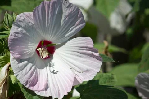 White Hibiscus Stock Photos