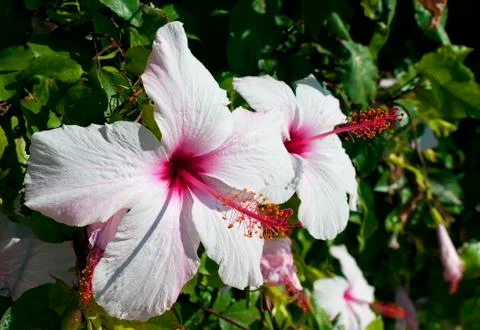 White hibiscus Stock Photos