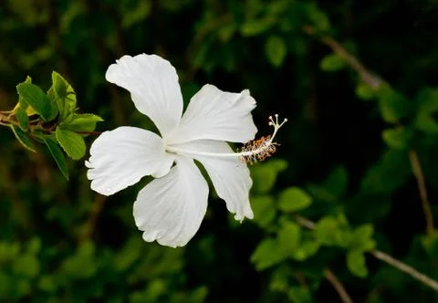 White Hibiscus 写真素材