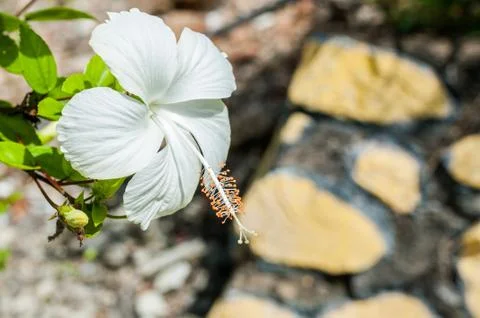 White Hibiscus Stock Photos