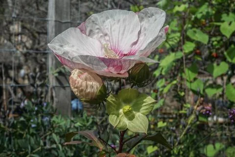 White Hibiscus Foto stock