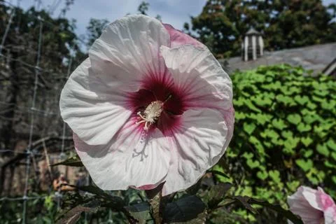 White Hibiscus Stock Photos