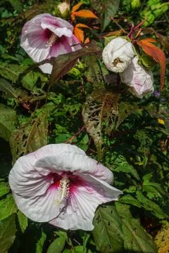 White Hibiscus Foto stock