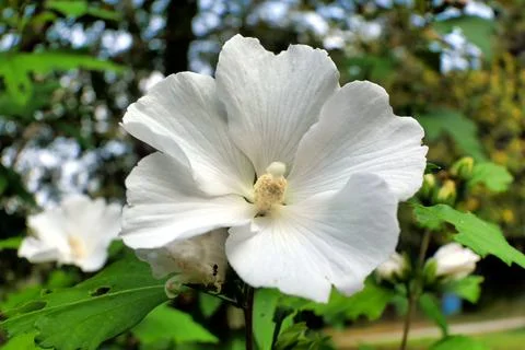 White Hibiscus Stock Photos