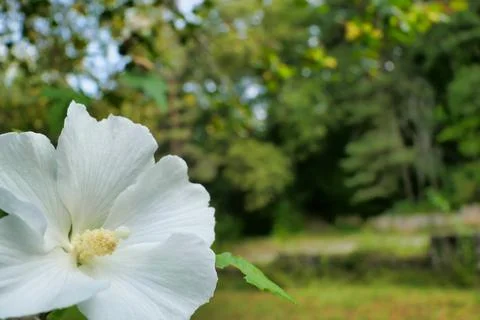 White Hibiscus. Stock Photos