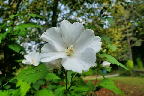 White Hibiscus. Stock Photos