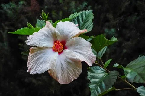 White hibiscus Stock Photos