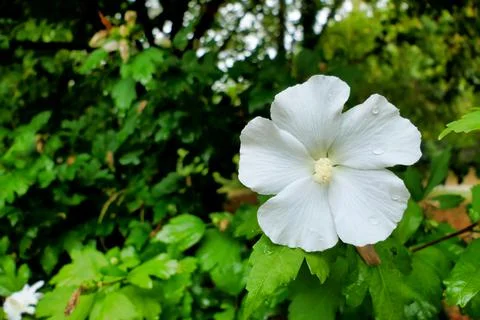 White Hibiscus. Stock Photos