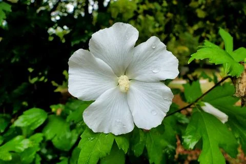 White Hibiscus. Stock Photos