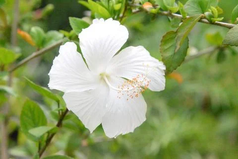 White hibiscus Stock Photos