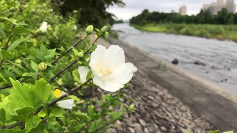 White hibiscus by the river Video stock 249658552