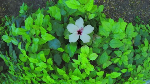 White hibiscus in a wind Stock-Footage 94872058