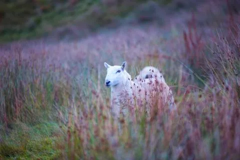 White hidden sheep  Stock Photos