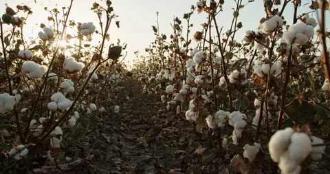 White highest quality cotton blooming in huge field, sun shining through the Stock Footage 100239835