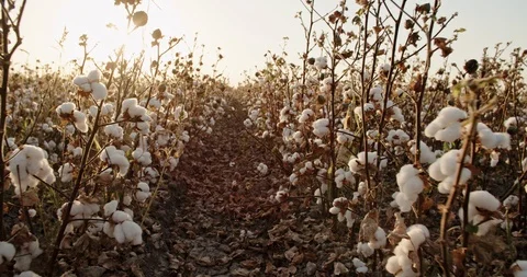 White highest quality cotton blooming in huge field, sun shining through the Stock Footage 100638520