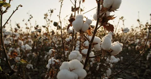 White highest quality cotton blooming in huge field, sun shining through the Stock Footage 100640607