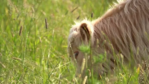 White Highland Calf 4K Stock Footage 200416922